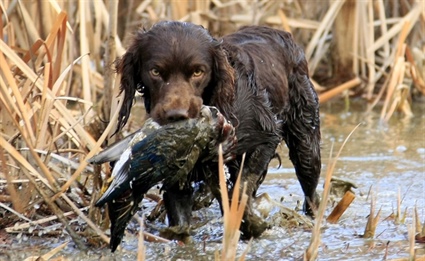 Applications for Permit Waterfowl Hunts Available Sept. 1