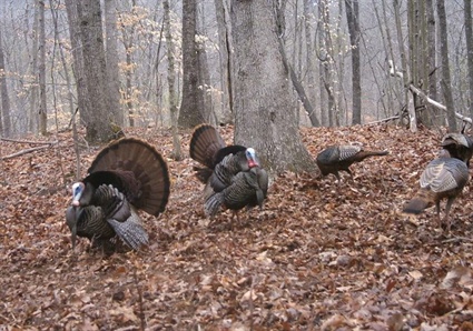 Turkey Hunting Season Begins April 5
