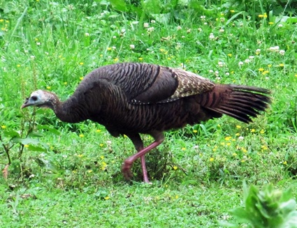 Wildlife Commission Requests Help in Reporting Wild Turkey Observations 