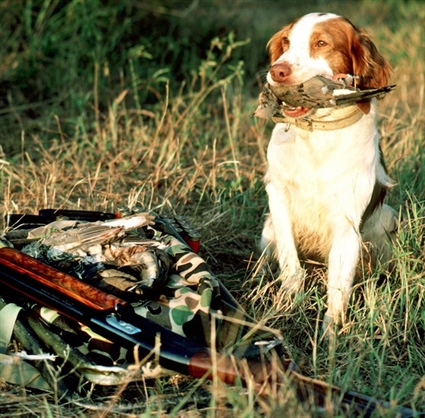 Dove Hunting Season Starts Monday, Sept. 1