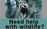 Need help with wildlife