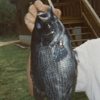 NC Record Roanoke Bass