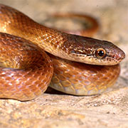photo of a Pine Woods Snake