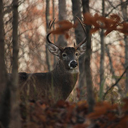 Know CWD link. Image depicts a white-tailed deer in the woods.