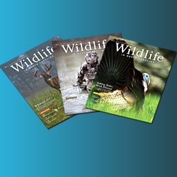 Magazine subscription link. Graphic depicts three overlapping covers of Wildlife in North Carolina Magazine fanned out.