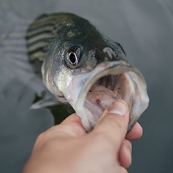 Fishing section link. Image depicts a striped bass with open mouth