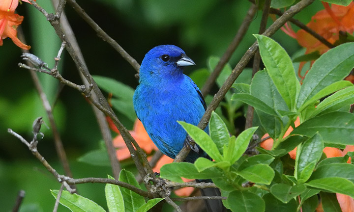 photo depicts a blue Indigo Bunting bird perched on a leafy tree branch